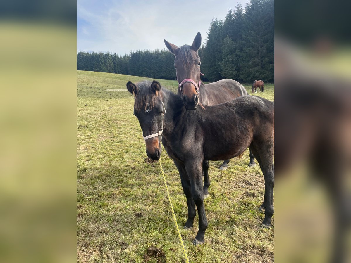 Duits sportpaard Hengst 1 Jaar Bruin in Grünbach