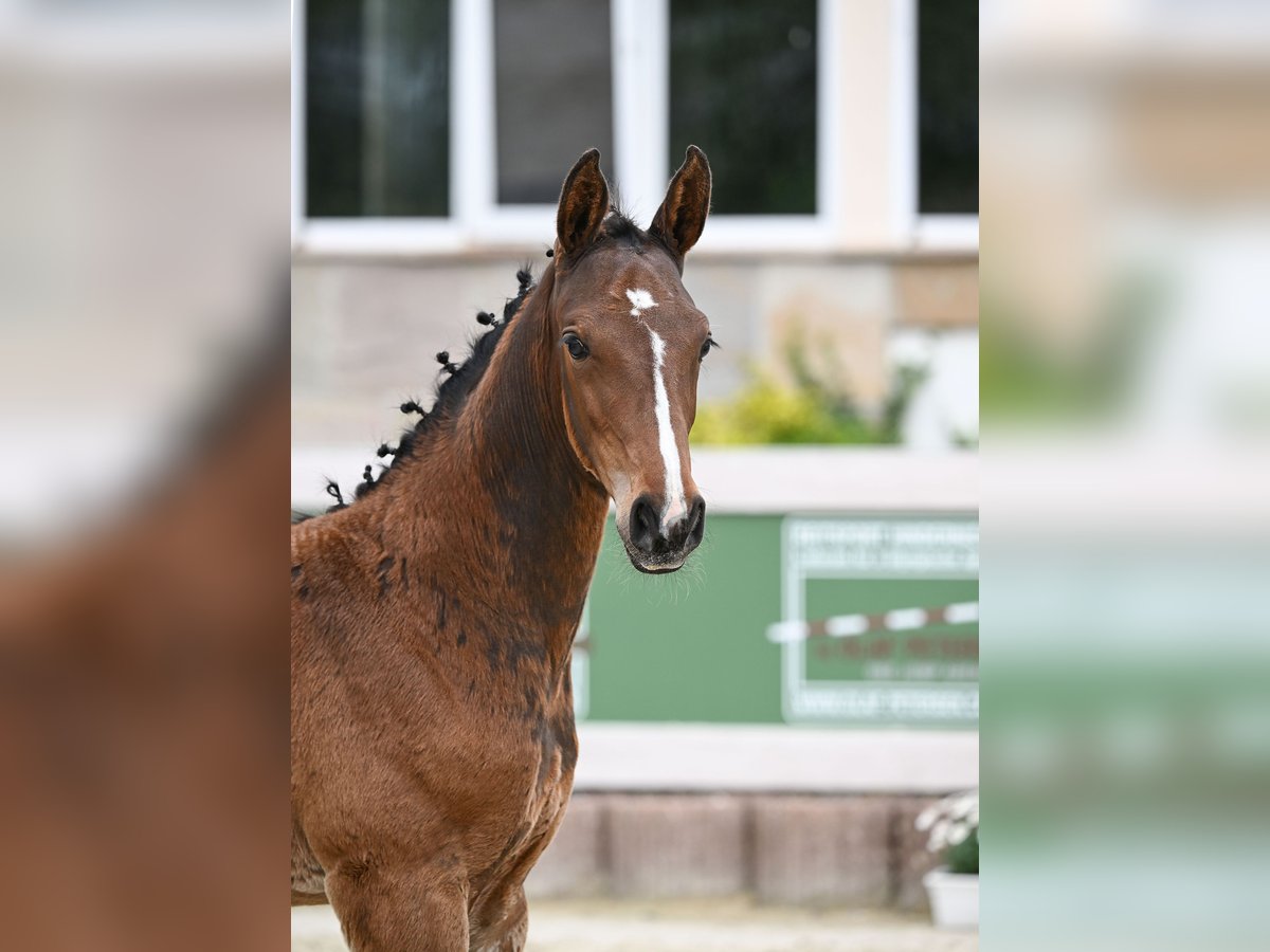 Duits sportpaard Hengst 1 Jaar Bruin in Uttenweiler