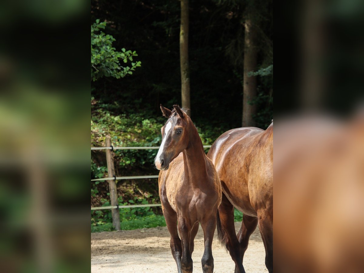 Duits sportpaard Hengst 1 Jaar Donkerbruin in Niederstetten