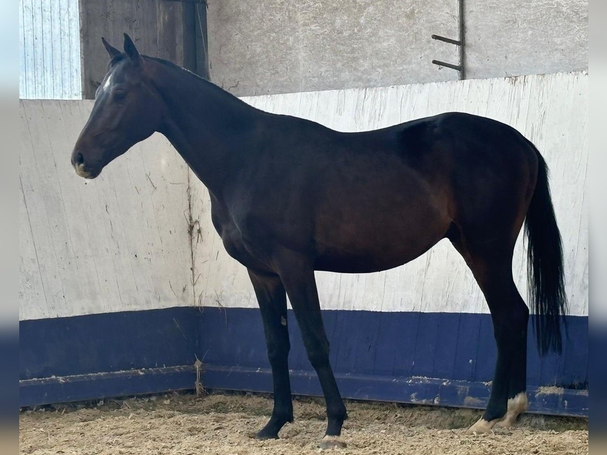 Duits sportpaard Hengst 2 Jaar 160 cm Zwartbruin in Viöl