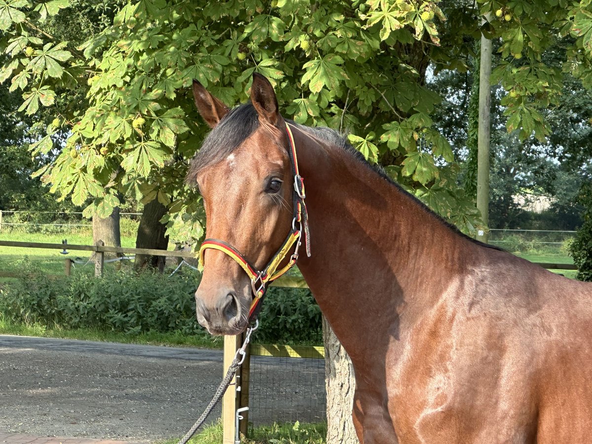 Duits sportpaard Hengst 2 Jaar 166 cm Bruin in Löningen