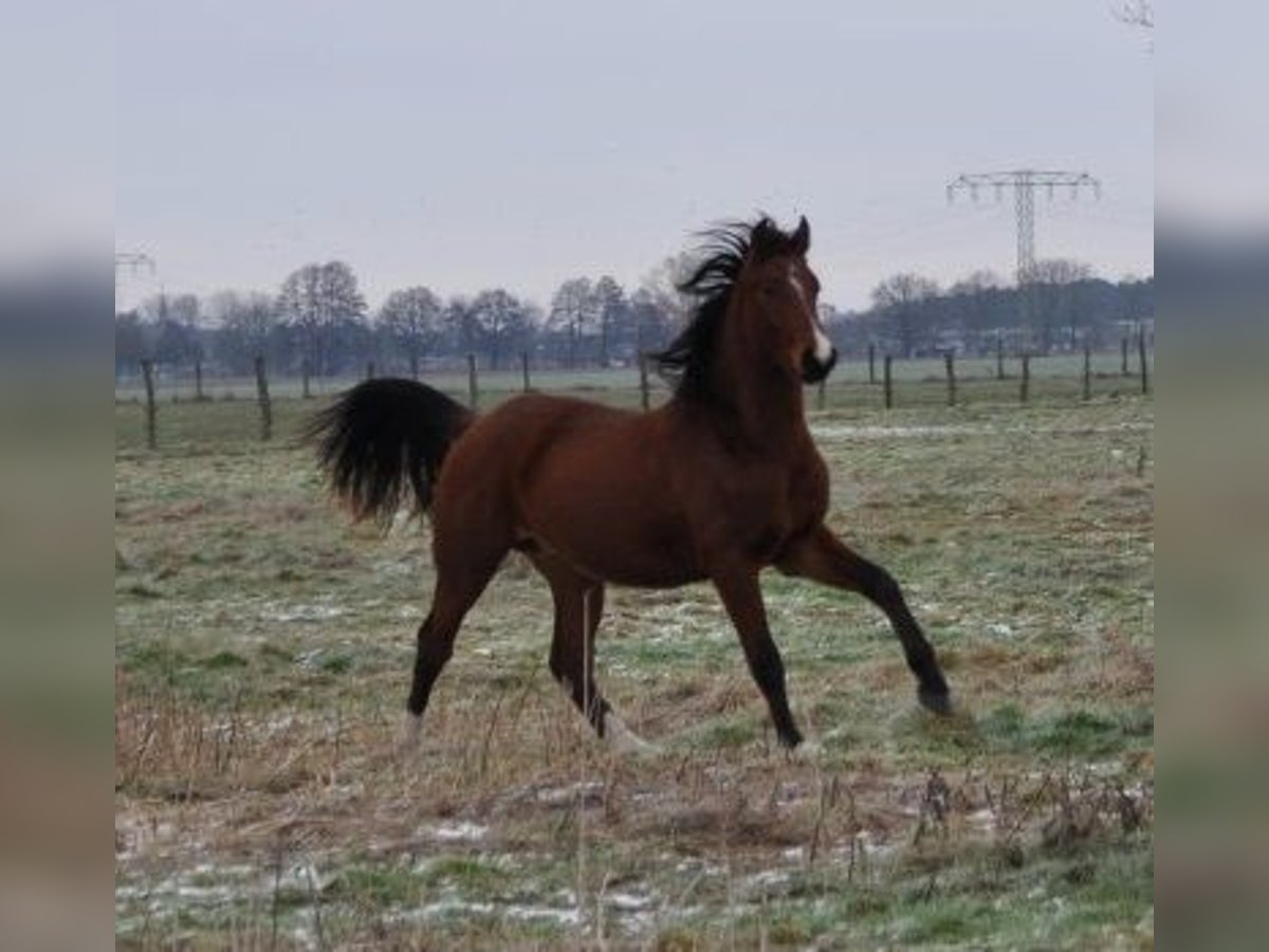 Duits sportpaard Hengst 2 Jaar 168 cm Bruin in Burgstall