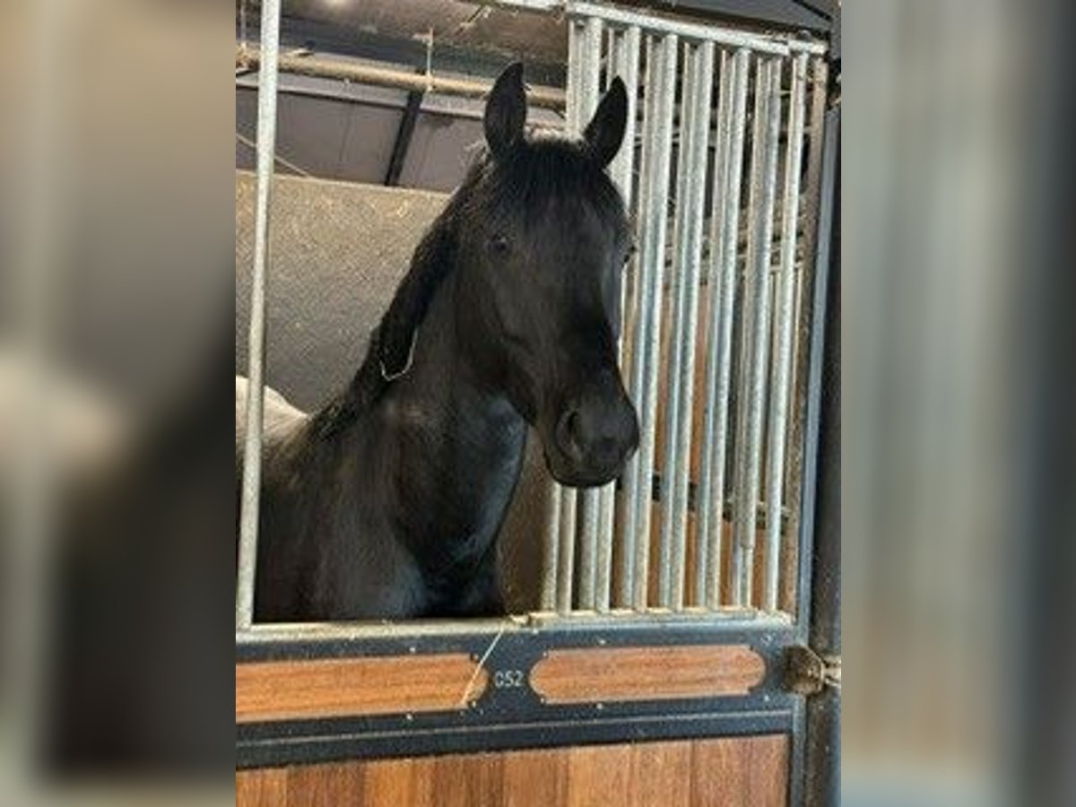 Duits sportpaard Hengst 4 Jaar 170 cm Zwartbruin in Karlsfeld