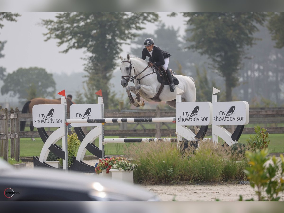 Duits sportpaard Hengst 8 Jaar 167 cm Schimmel in Krokenbwrg