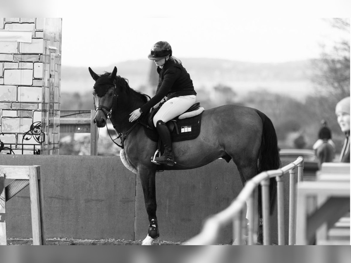 Duits sportpaard Hengst 9 Jaar 170 cm Bruin in G&#xF6;ttingen