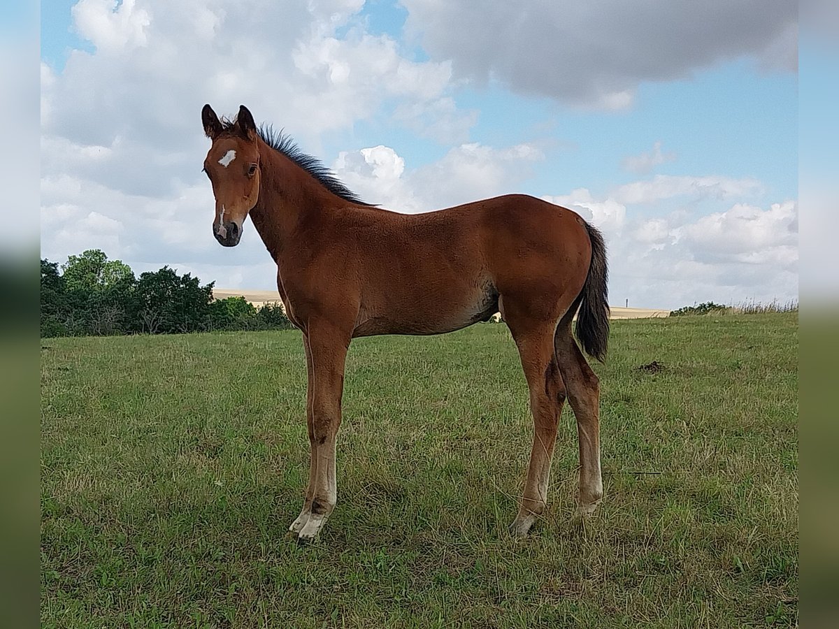 Duits sportpaard Hengst Veulen (04/2025) 170 cm Bruin in Querfurt