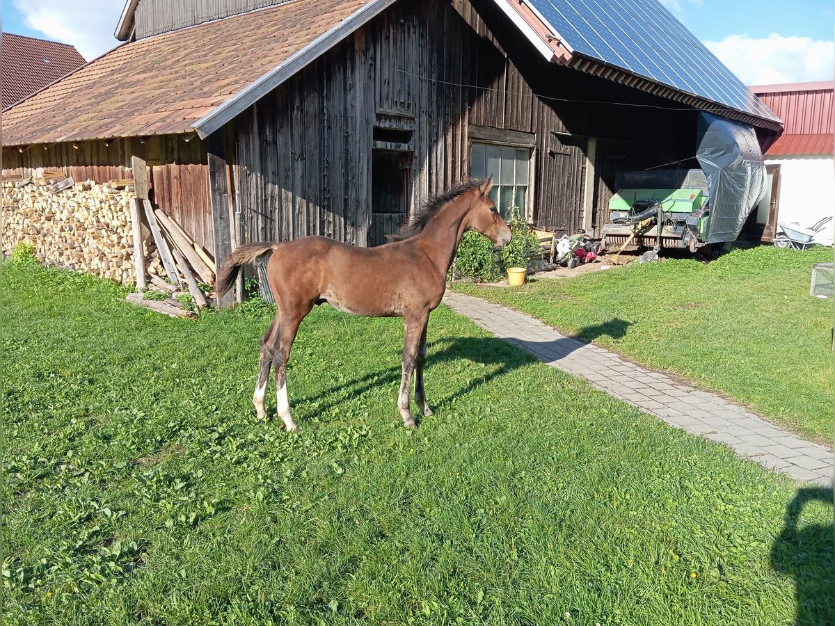 Duits sportpaard Hengst  170 cm Bruin in Leutkirch im Allgäu