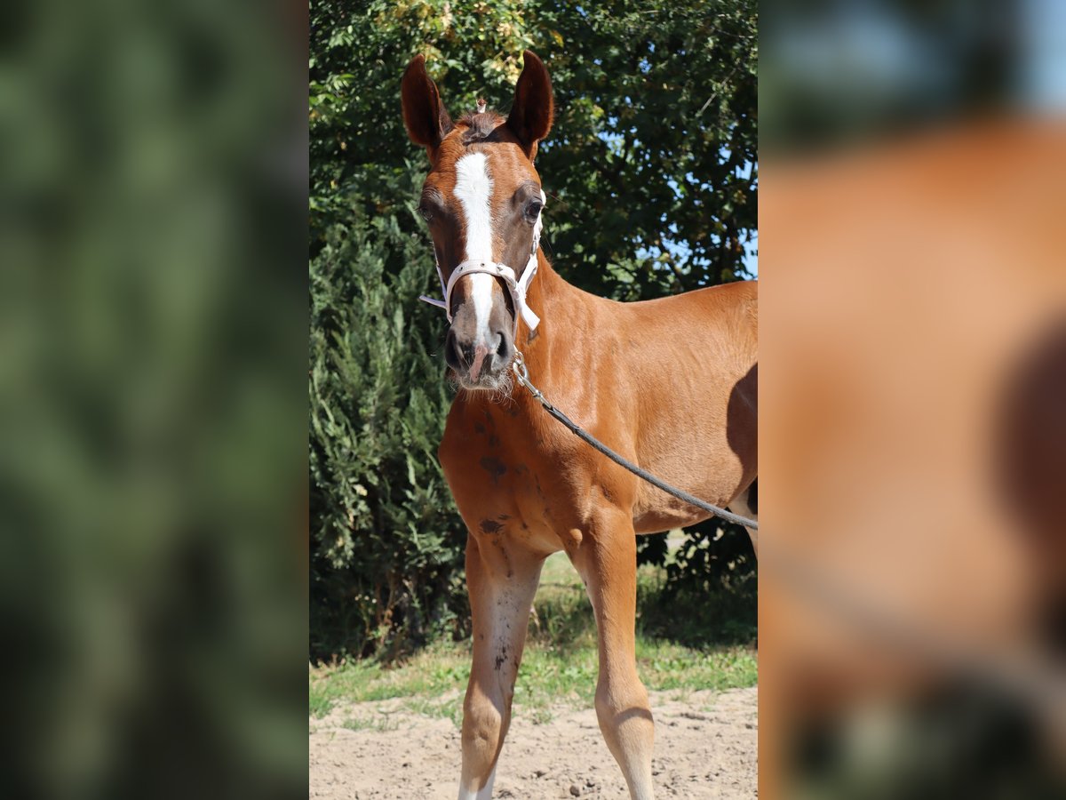 Duits sportpaard Hengst  170 cm Donkere-vos in Elxleben