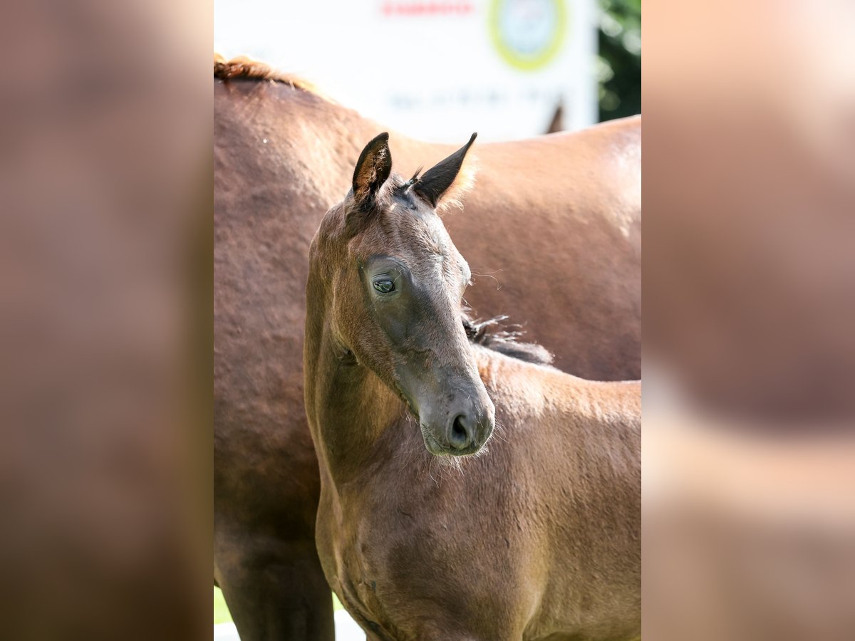 Duits sportpaard Hengst veulen (04/2024) 170 cm Zwartbruin in Aulendorf