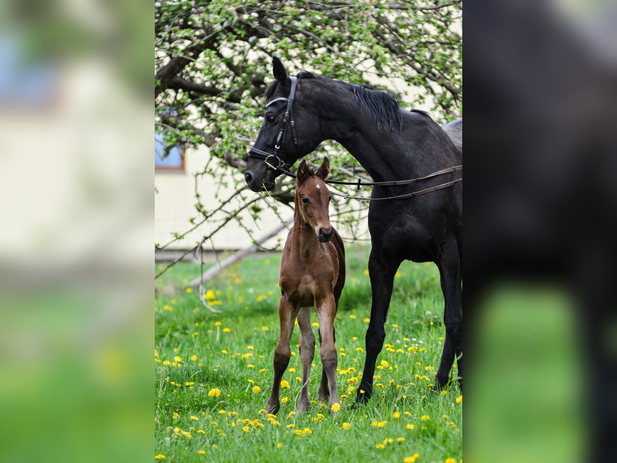 Duits sportpaard Hengst  Bruin in Renthendorf