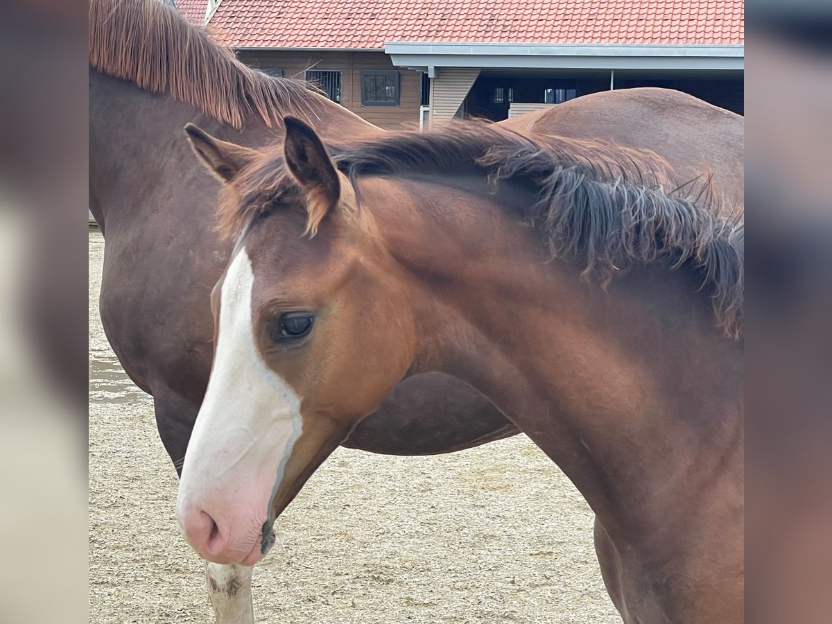 Duits sportpaard Hengst Veulen (03/2025) Bruin in Fronhofen