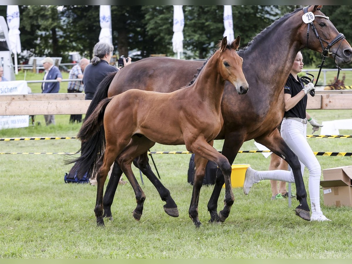 Duits sportpaard Hengst veulen (03/2024) Bruin in Fronhofen