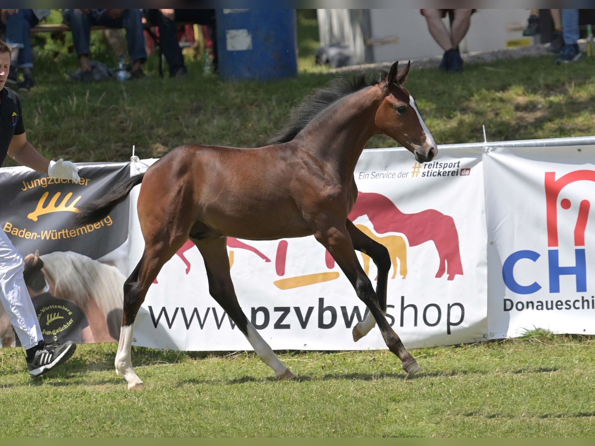 Duits sportpaard Hengst Veulen (04/2025) Bruin in Gomadingen