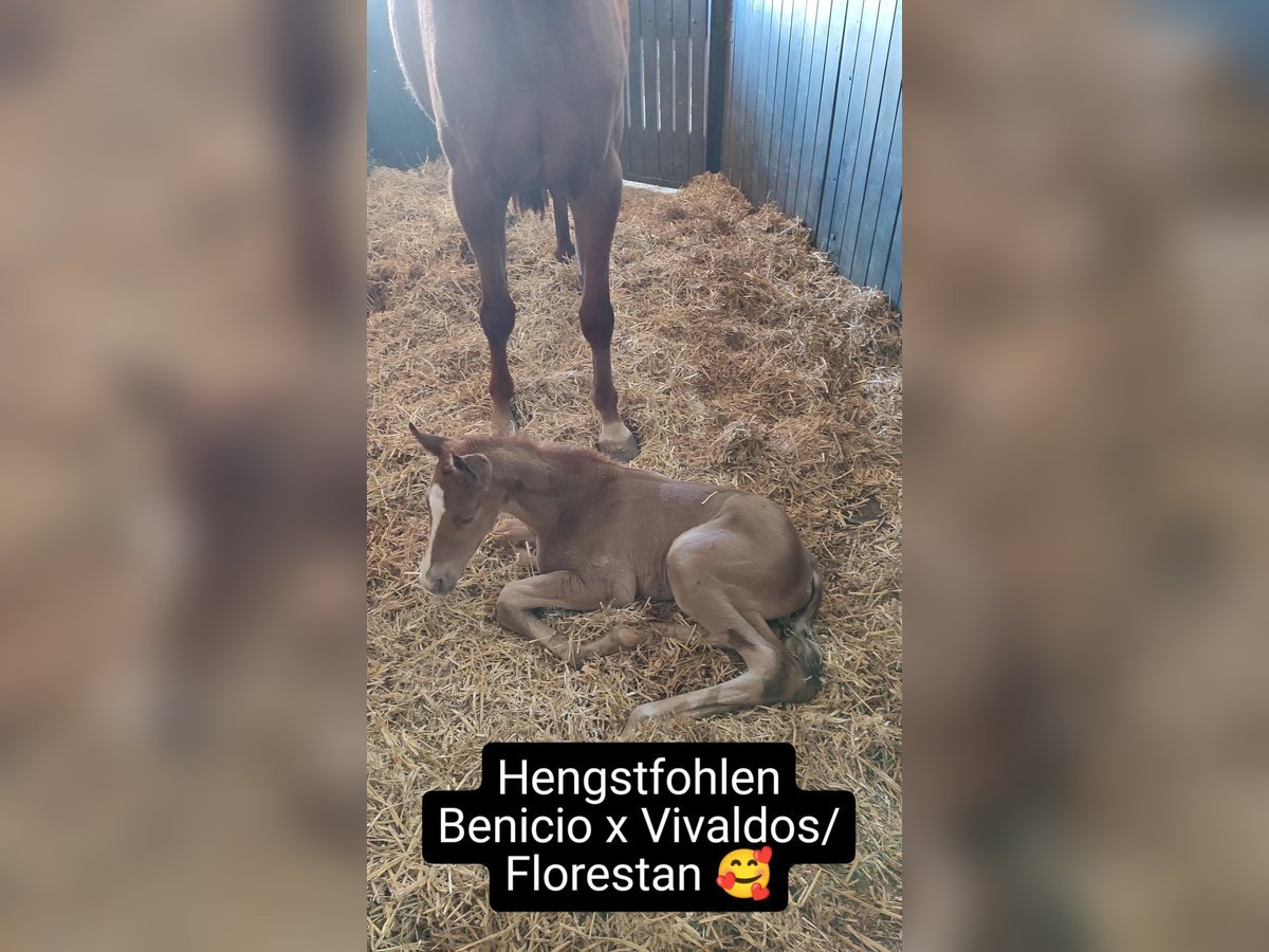 Duits sportpaard Hengst Veulen (04/2025) Donkere-vos in Maihingen