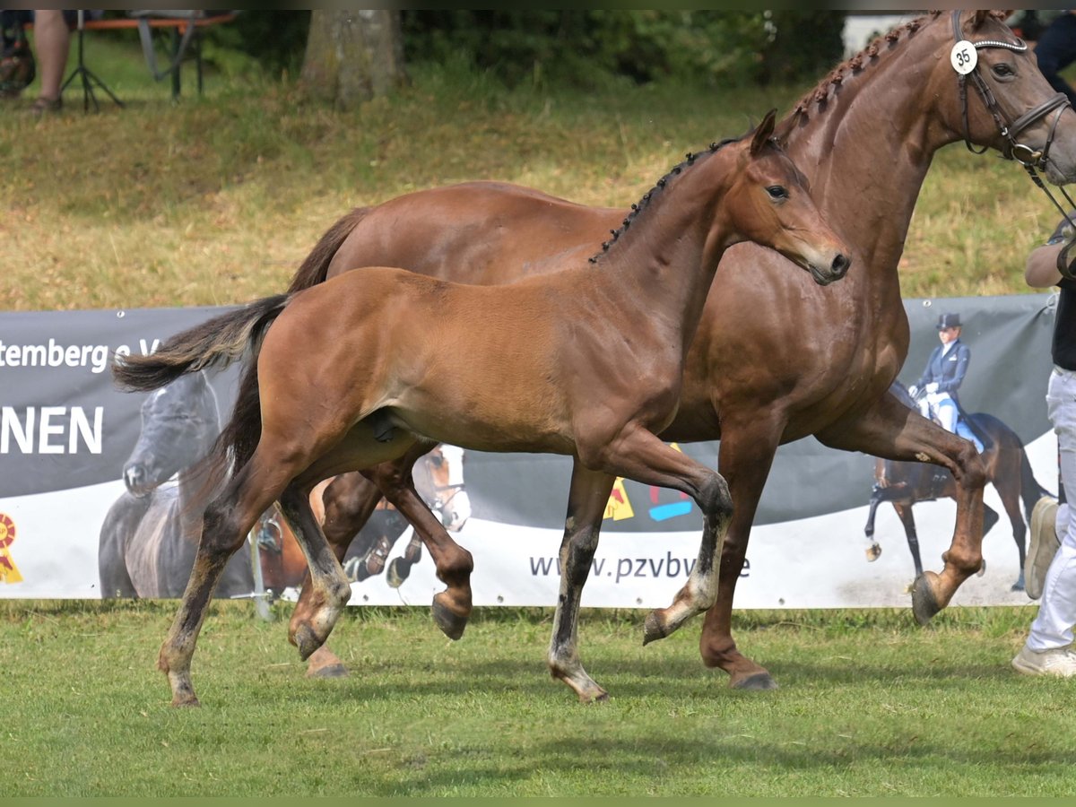 Duits sportpaard Hengst Veulen (04/2025) Zwart in Gomadingen