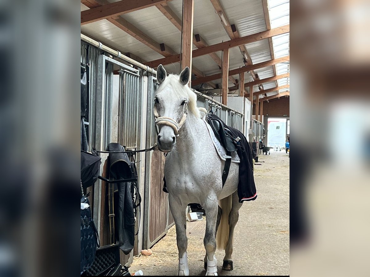 Duits sportpaard Merrie 10 Jaar 164 cm Schimmel in Holzkirchen