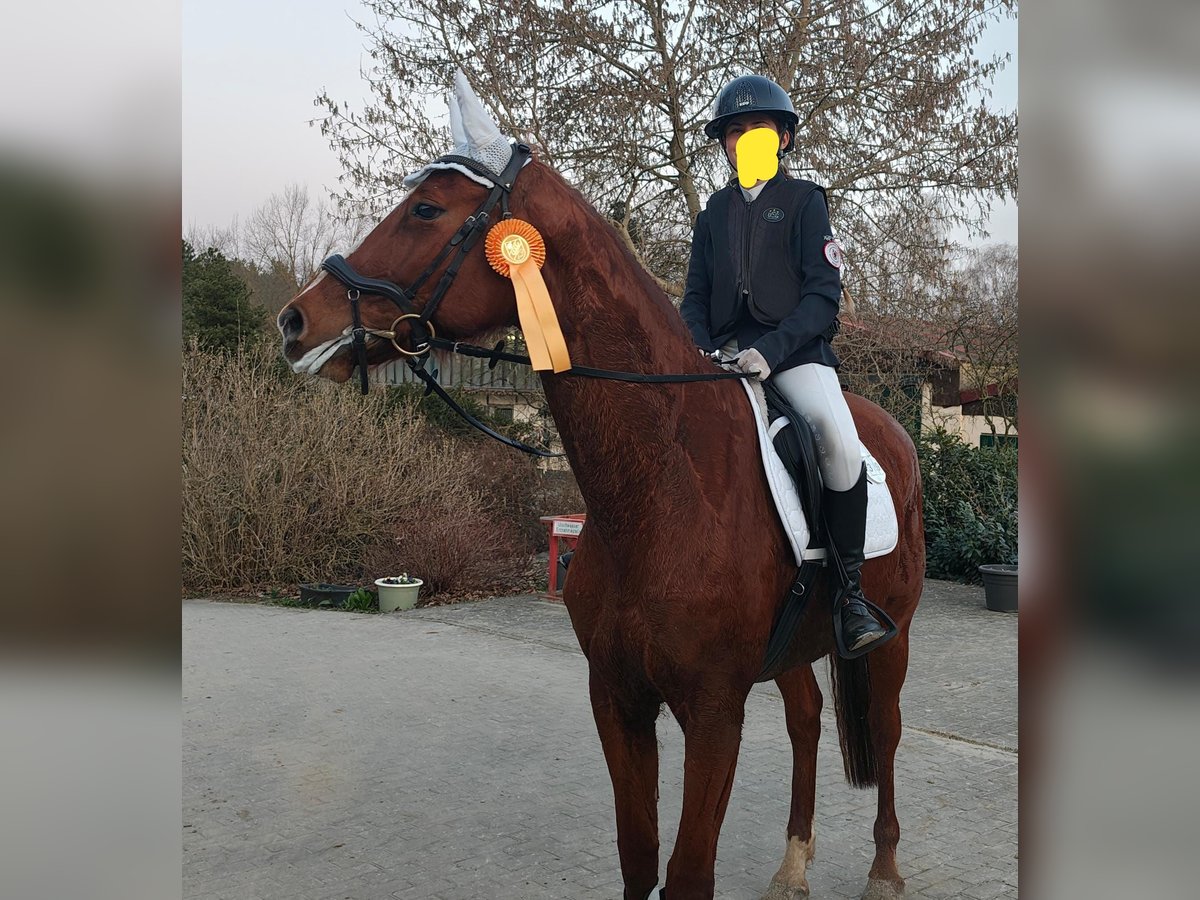 Duits sportpaard Merrie 10 Jaar 167 cm Vos in Groß Kreutz