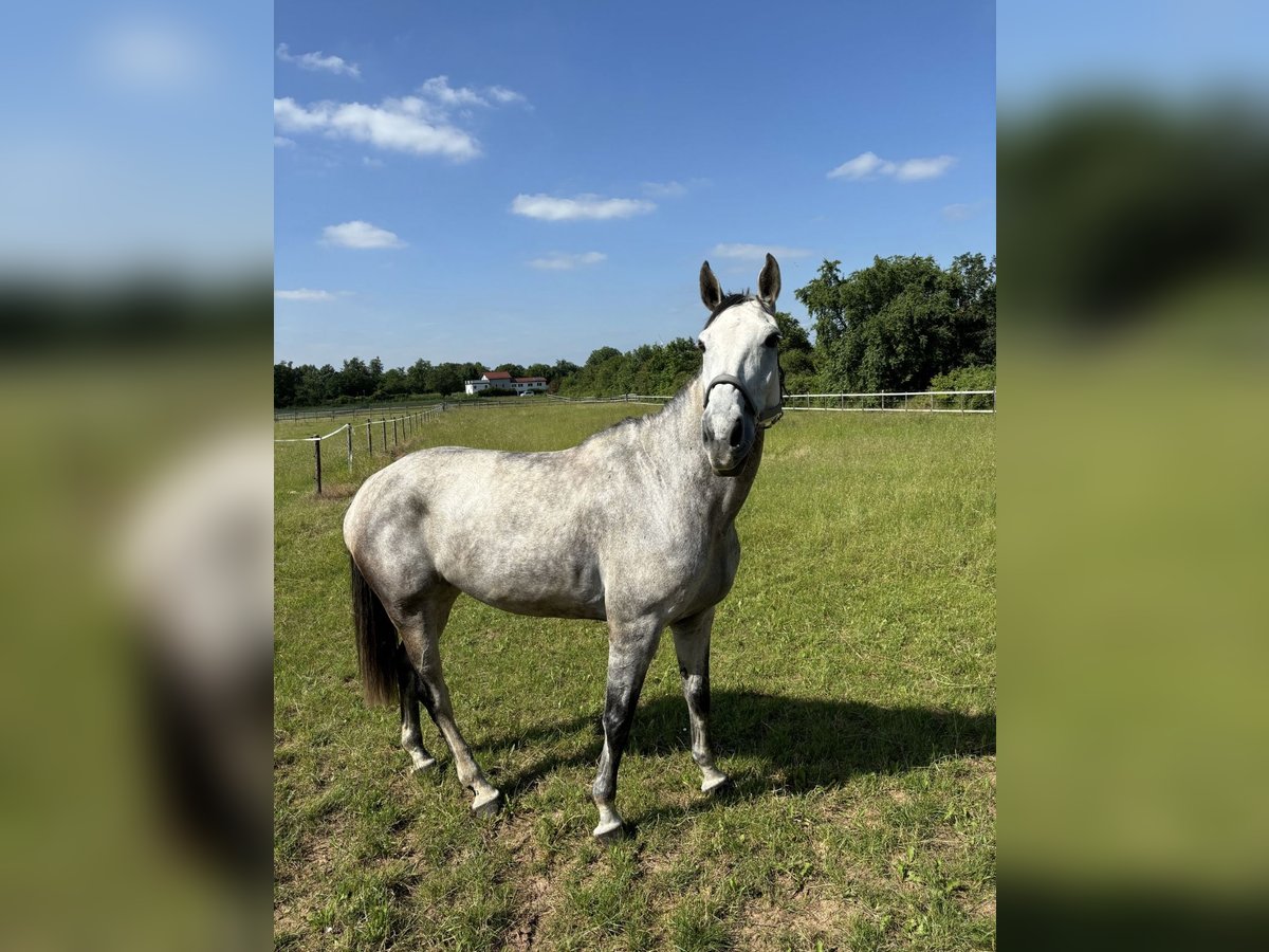 Duits sportpaard Merrie 10 Jaar 173 cm Blauwschimmel in Nieder-Olm