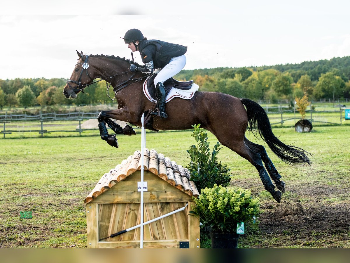 Duits sportpaard Merrie 11 Jaar 163 cm Bruin in Berlin