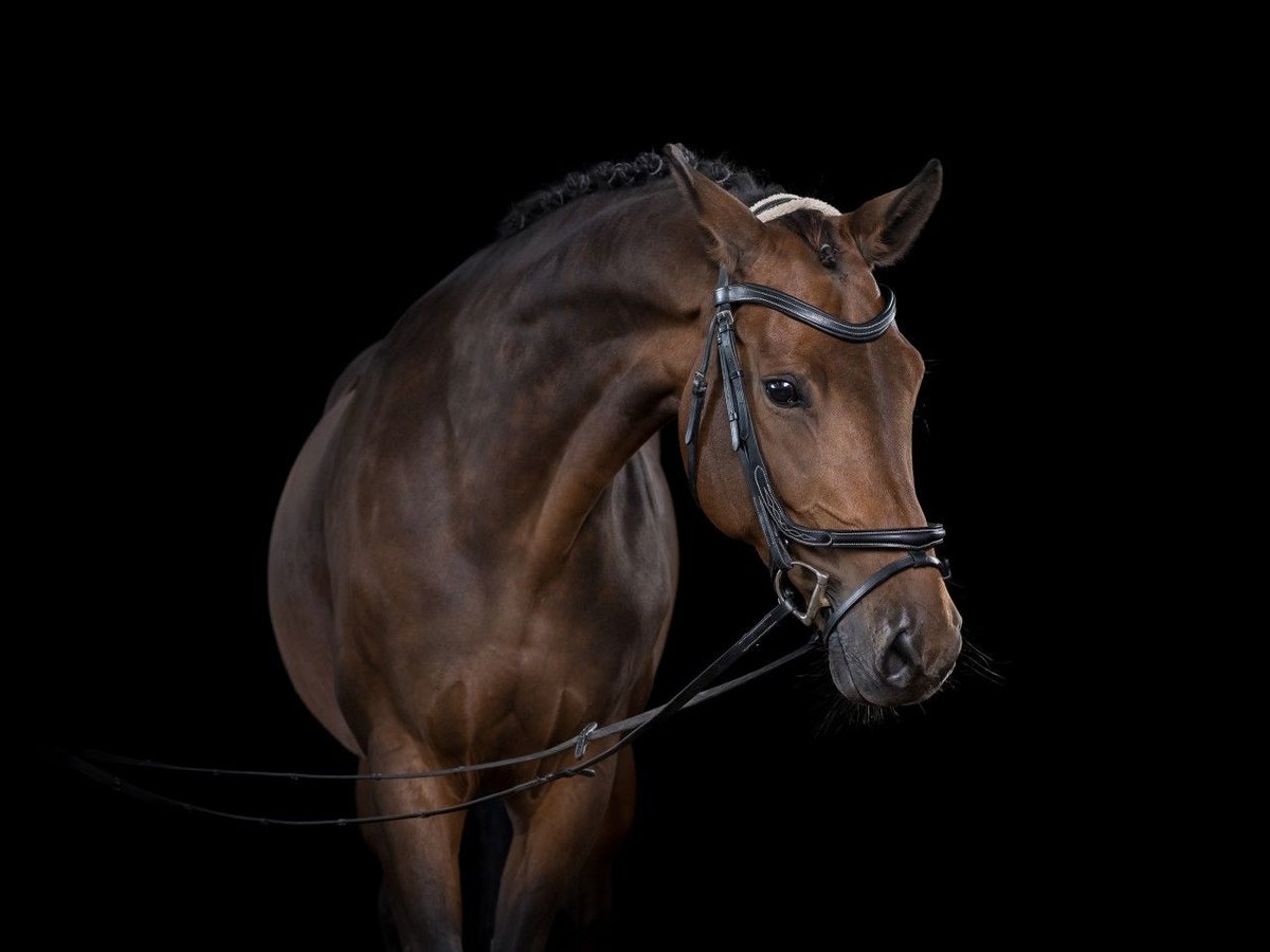 Duits sportpaard Merrie 12 Jaar 168 cm Bruin in Ahrensbök