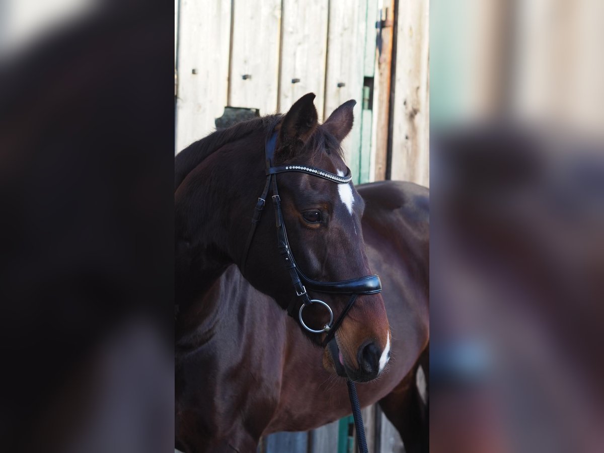 Duits sportpaard Merrie 12 Jaar 169 cm Donkerbruin in Scharnstein