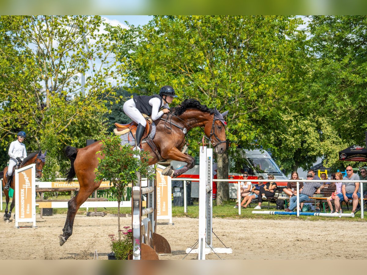 Duits sportpaard Merrie 12 Jaar 175 cm Bruin in L&#xF6;bnitz