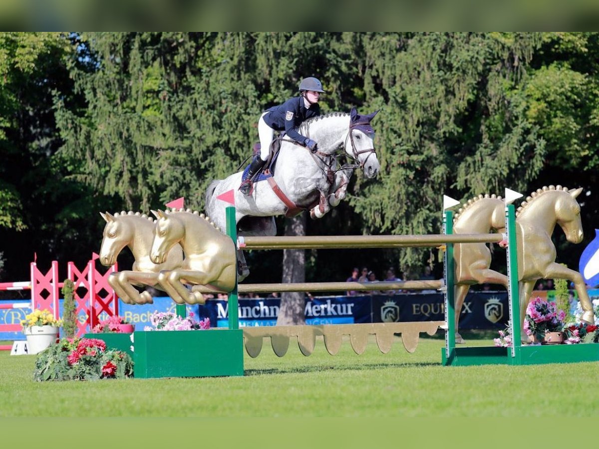 Duits sportpaard Merrie 13 Jaar 174 cm Schimmel in Insel Poel