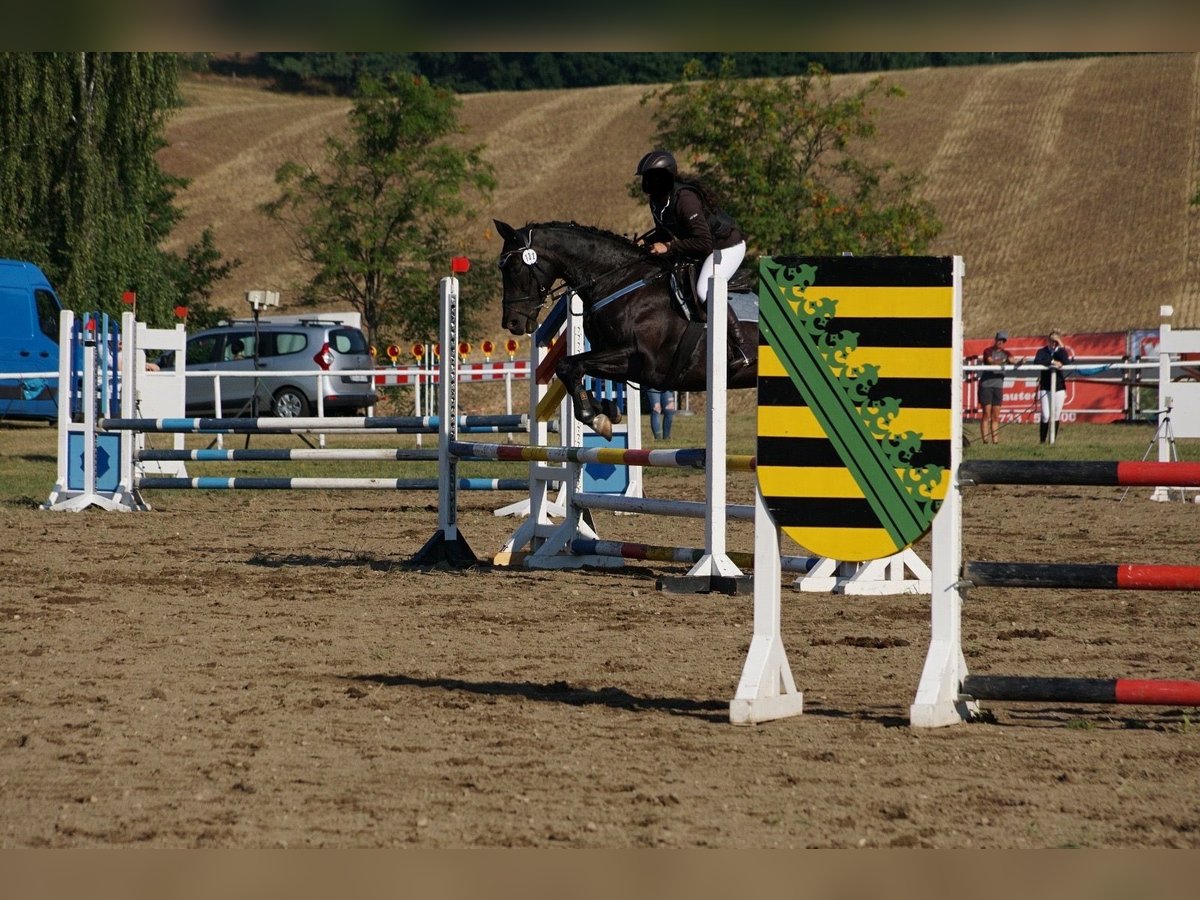 Duits sportpaard Merrie 14 Jaar 168 cm Zwart in Mildenau