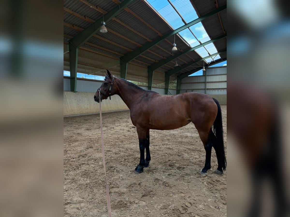 Duits sportpaard Merrie 15 Jaar 158 cm Bruin in Hildesheim