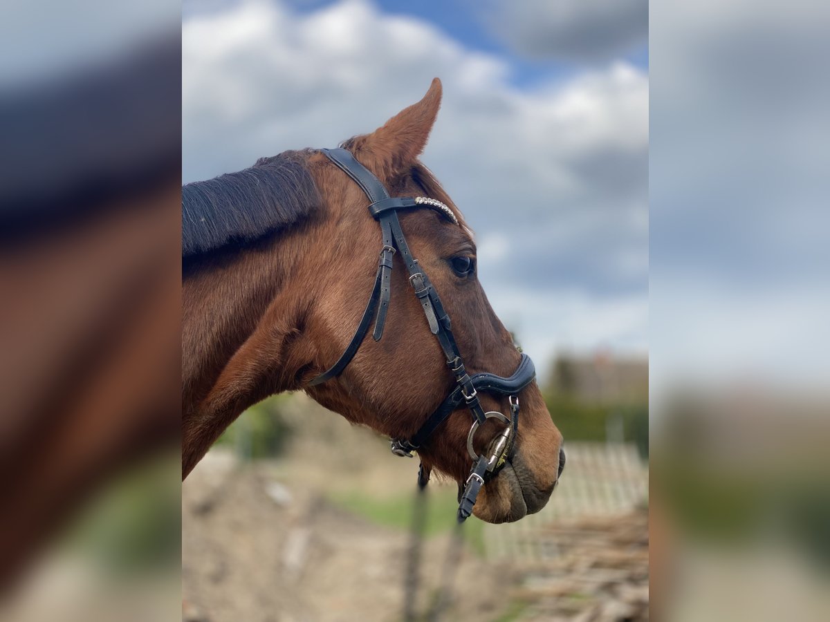 Duits sportpaard Merrie 15 Jaar 165 cm Vos in Klietz