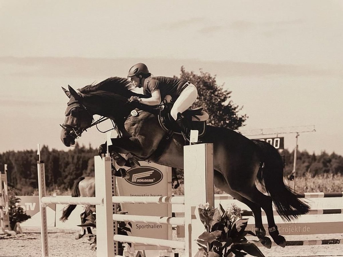 Duits sportpaard Merrie 16 Jaar 165 cm Zwartbruin in Unterschneidheim