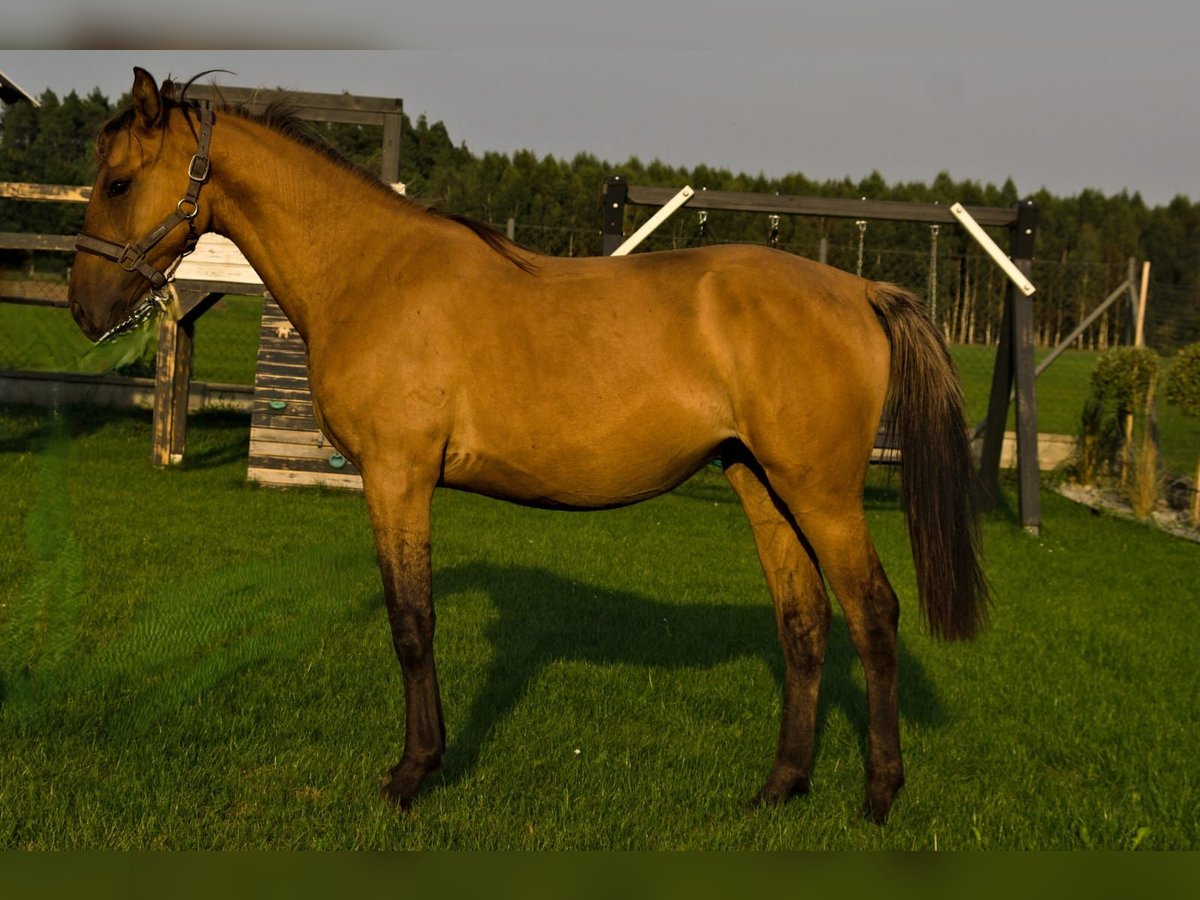 Duits sportpaard Merrie 1 Jaar 150 cm Red Dun in Lębork