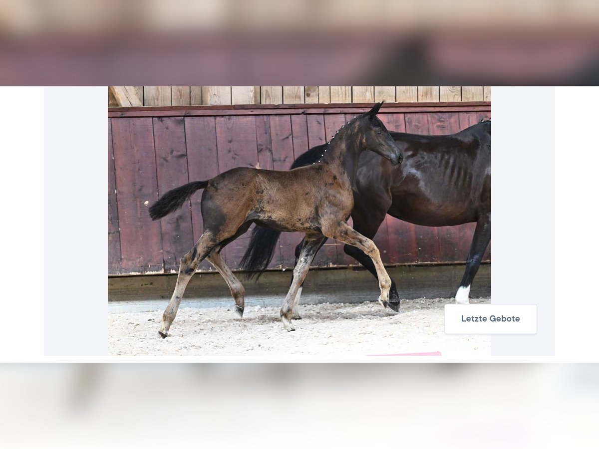 Duits sportpaard Merrie 1 Jaar 165 cm Zwart in Unterthingau