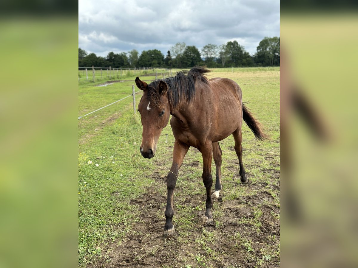 Duits sportpaard Merrie 1 Jaar 171 cm Bruin in MarktoberdorfMarktoberdorf