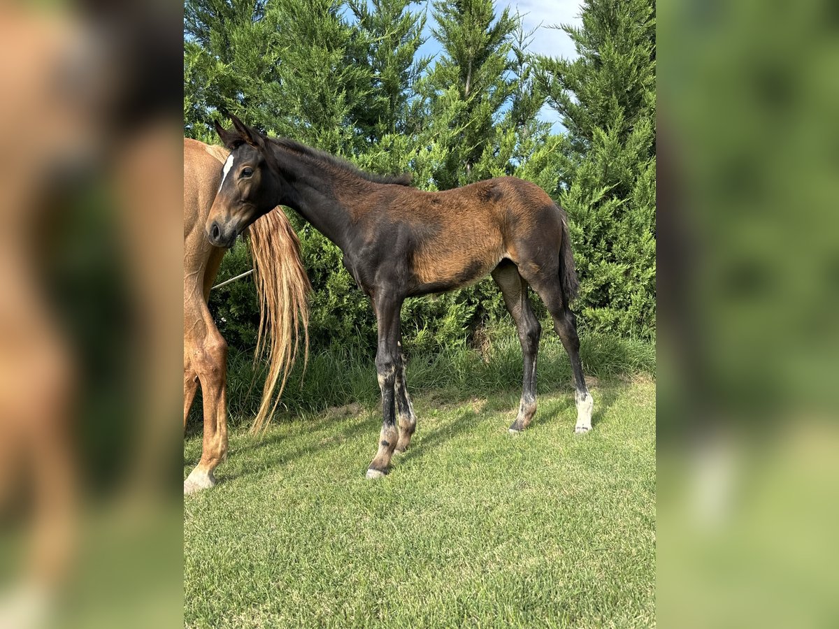 Duits sportpaard Merrie 1 Jaar Bruin in Calatayud