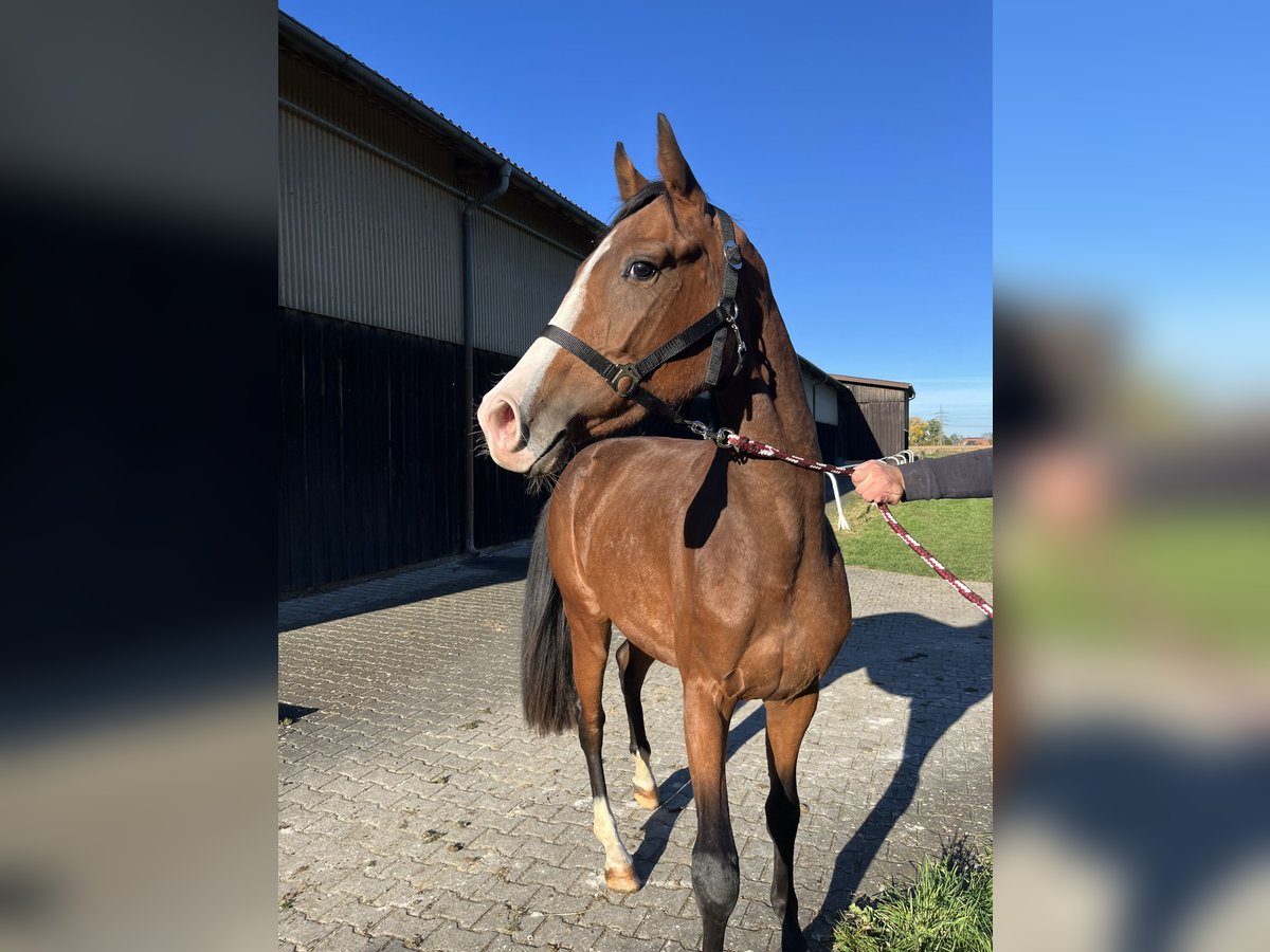 Duits sportpaard Merrie 2 Jaar 160 cm Lichtbruin in N&#xF6;rdlingen