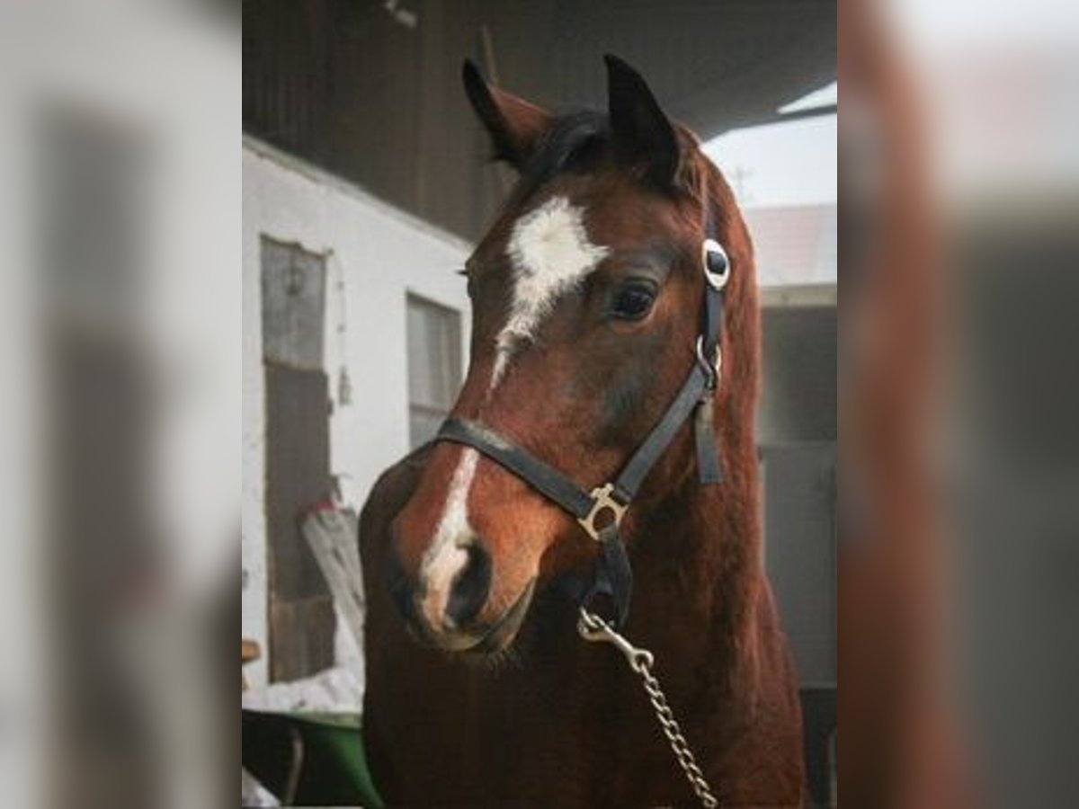 Duits sportpaard Merrie 3 Jaar 159 cm Bruin in Ertingen