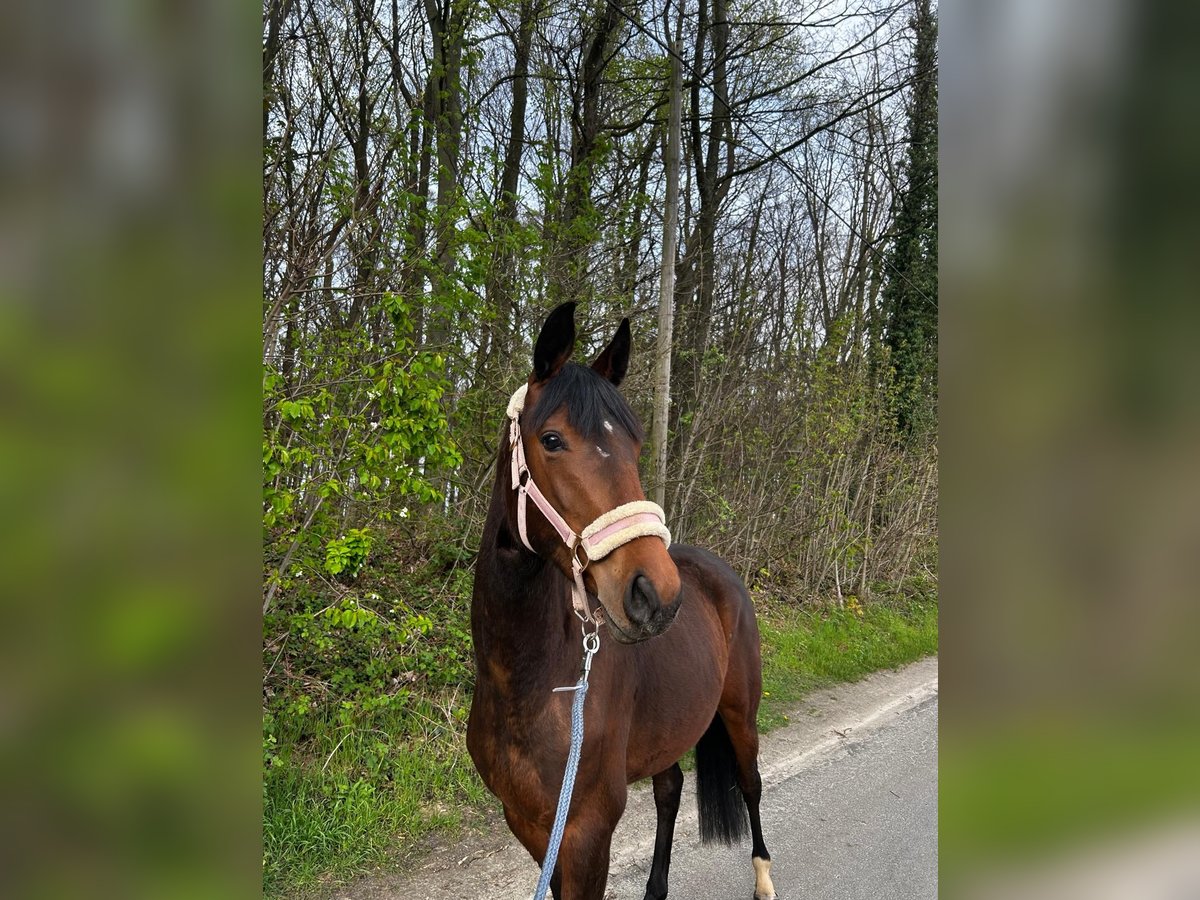 Duits sportpaard Merrie 3 Jaar 160 cm Bruin in Kamen