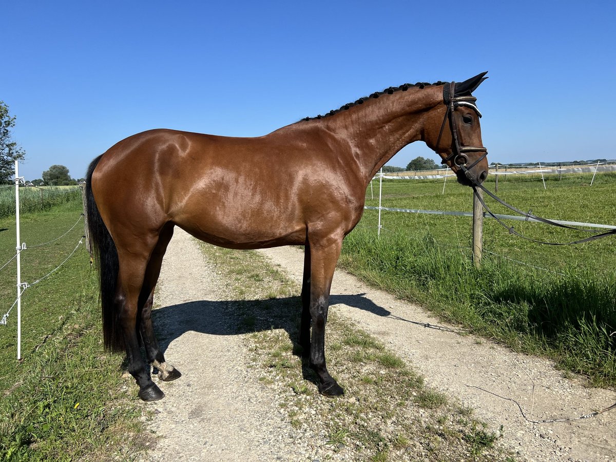 Duits sportpaard Merrie 3 Jaar 161 cm Bruin in Günzburg