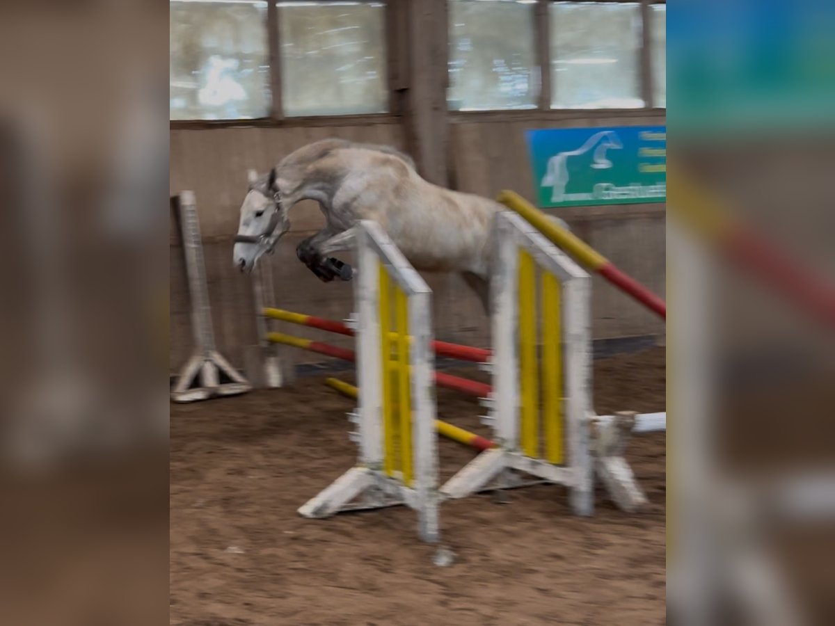 Duits sportpaard Merrie 3 Jaar 162 cm Schimmel in Seßlach