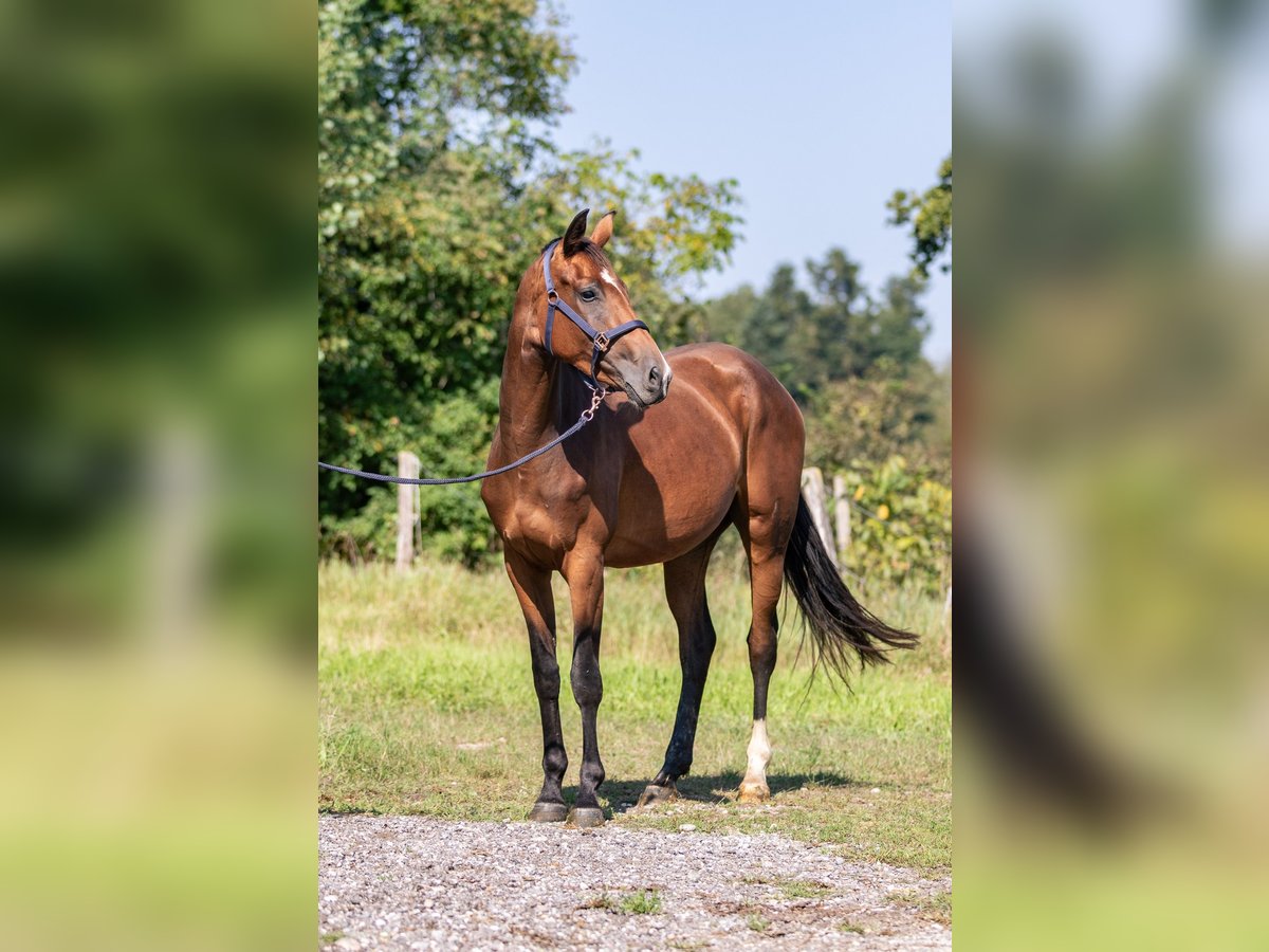 Duits sportpaard Merrie 3 Jaar 163 cm Donkerbruin in Kraiburg am Inn