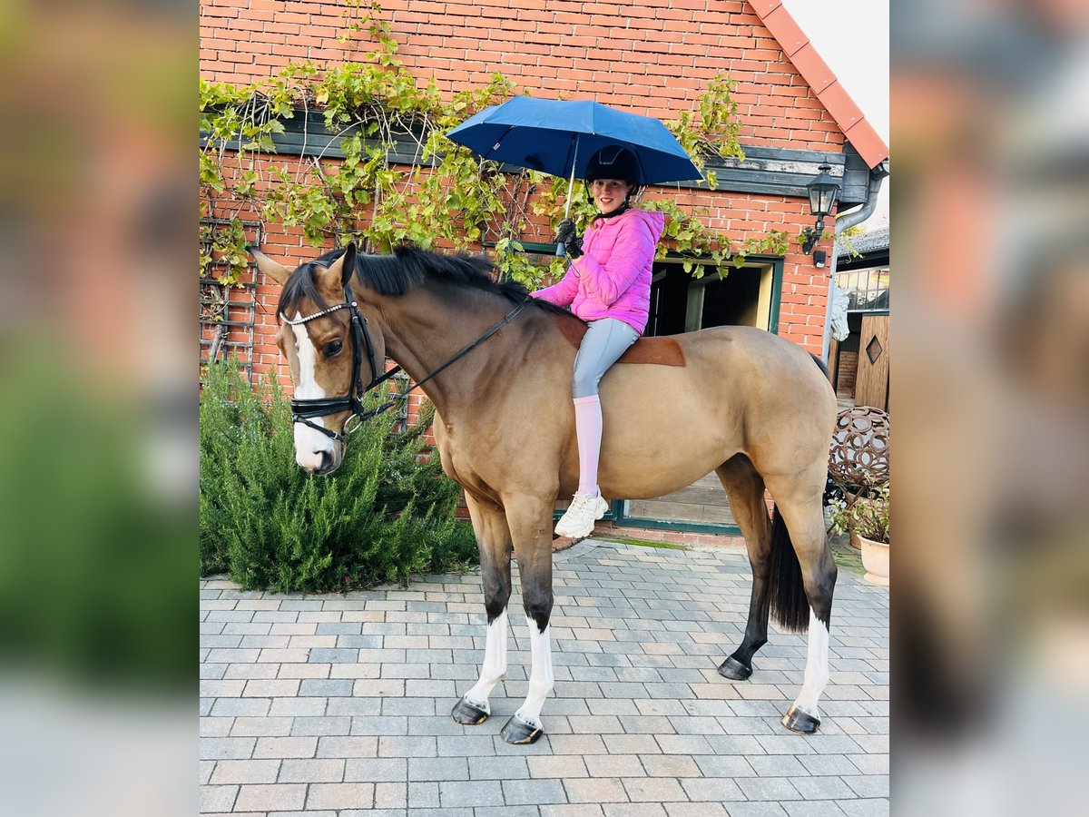 Duits sportpaard Merrie 3 Jaar 165 cm Bruin in Martfeld