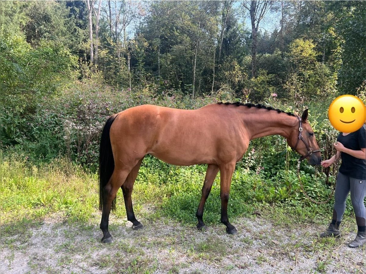 Duits sportpaard Merrie 3 Jaar 165 cm Bruin in Erharting