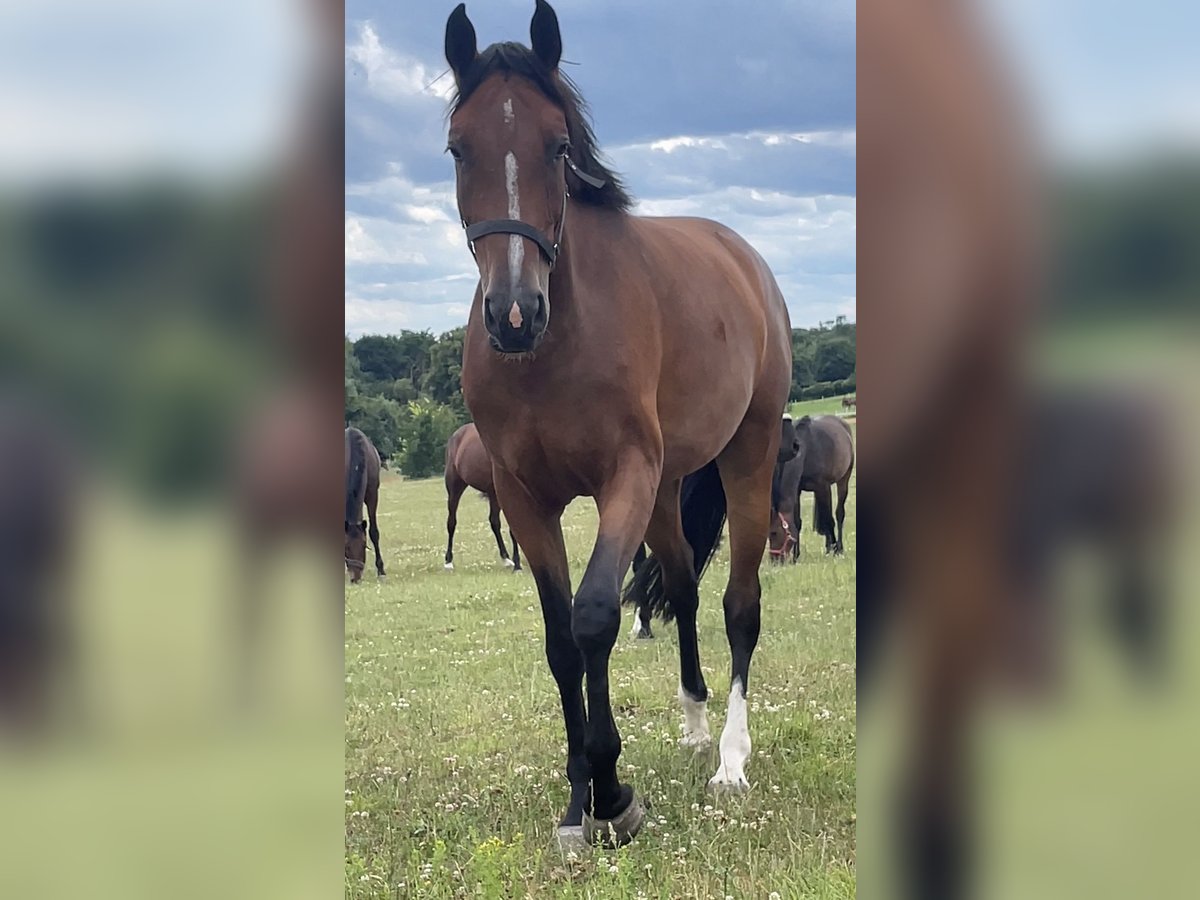 Duits sportpaard Merrie 3 Jaar 166 cm Bruin in Müncheberg