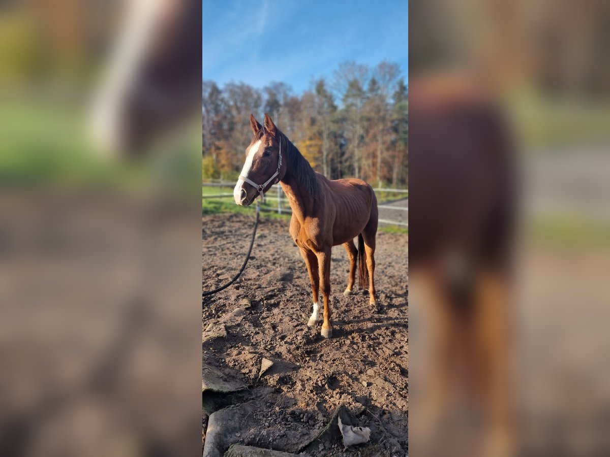 Duits sportpaard Merrie 3 Jaar 166 cm Vos in Laaber