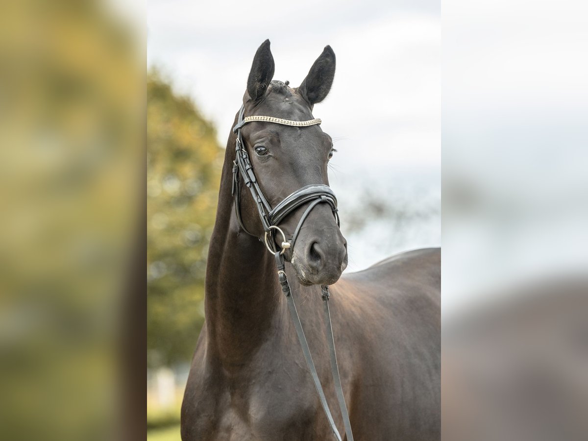 Duits sportpaard Merrie 3 Jaar 167 cm Zwart in Gomadingen