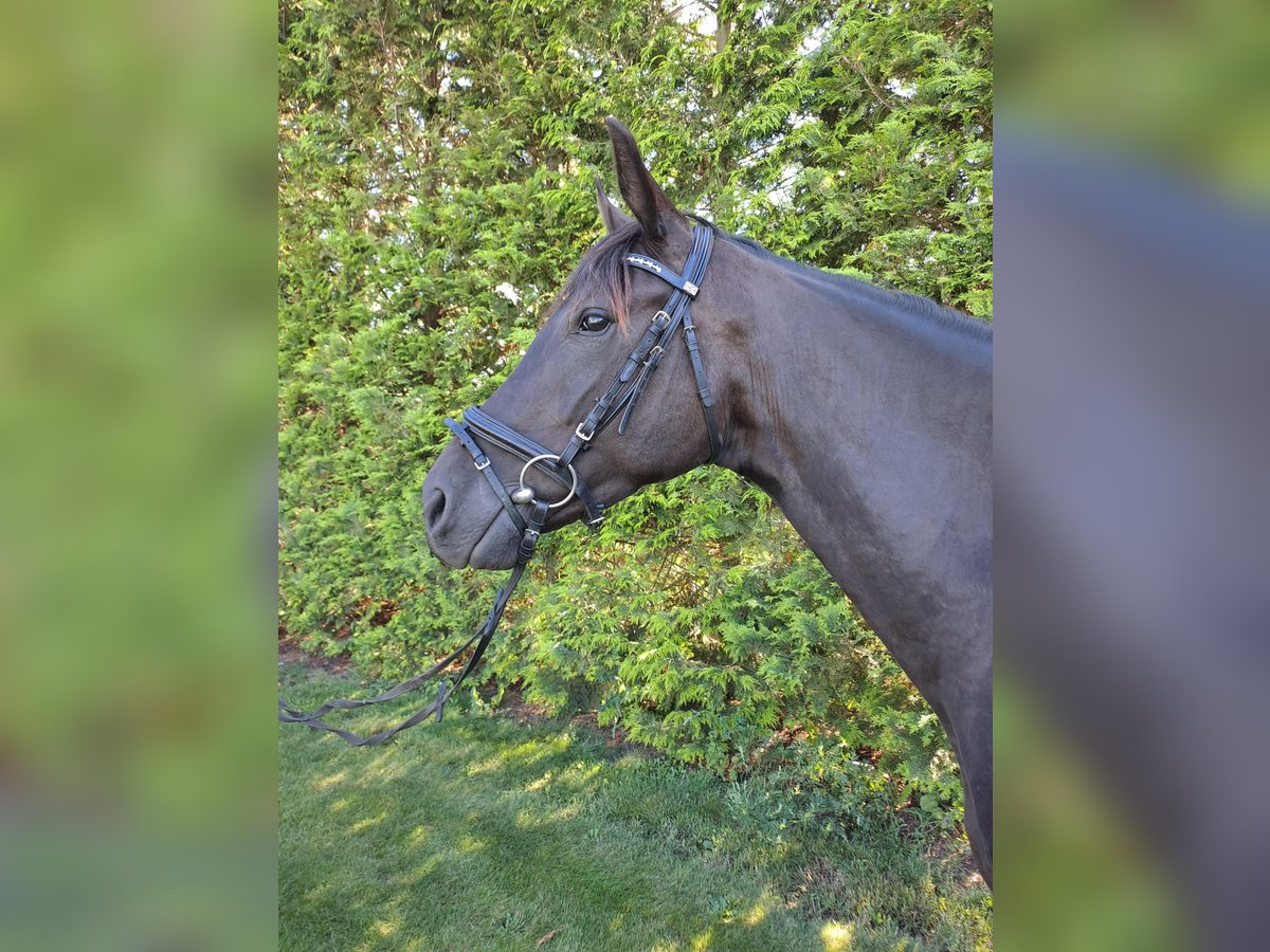 Duits sportpaard Merrie 3 Jaar 167 cm Zwart in Heideblick  OT Bornsdorf