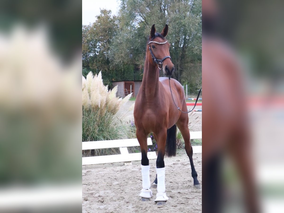 Duits sportpaard Merrie 3 Jaar 168 cm Bruin in Neuenkirchen