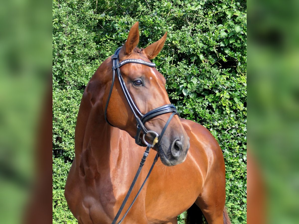 Duits sportpaard Merrie 3 Jaar 168 cm Donkere-vos in Lastrup
