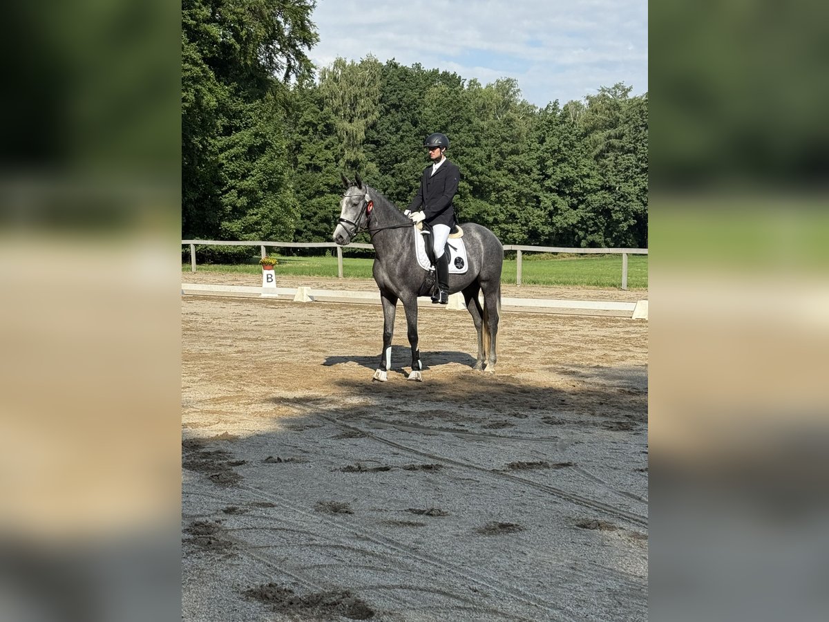 Duits sportpaard Merrie 3 Jaar 168 cm Schimmel in Stauda